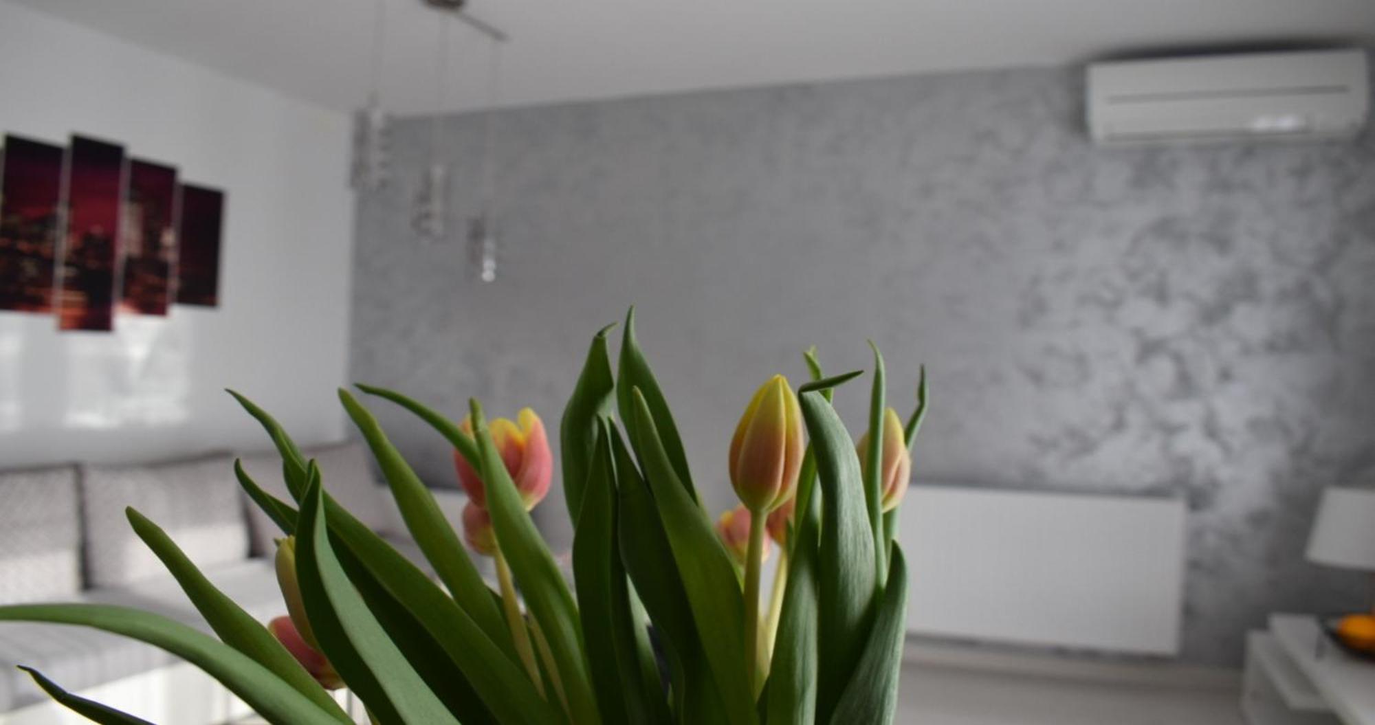 Apartmani Foresta Kras Extérieur photo
