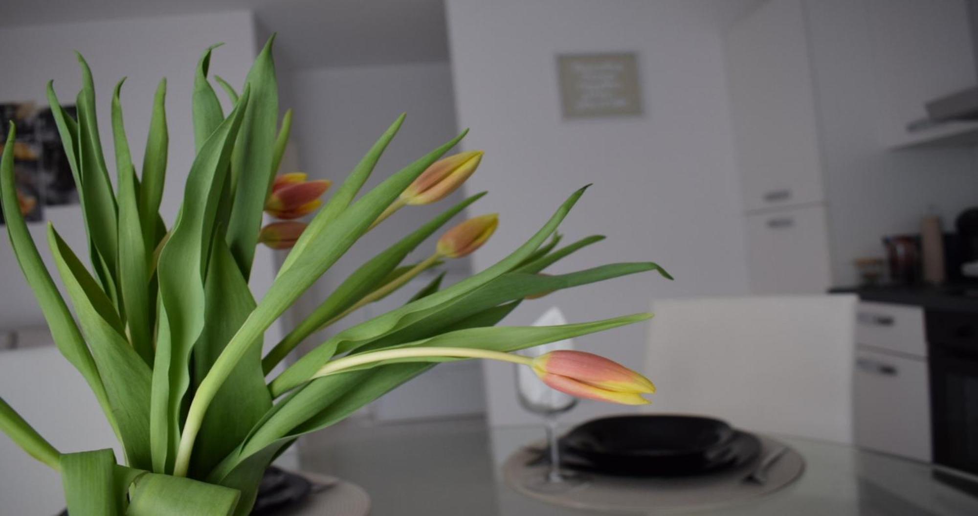 Apartmani Foresta Kras Extérieur photo